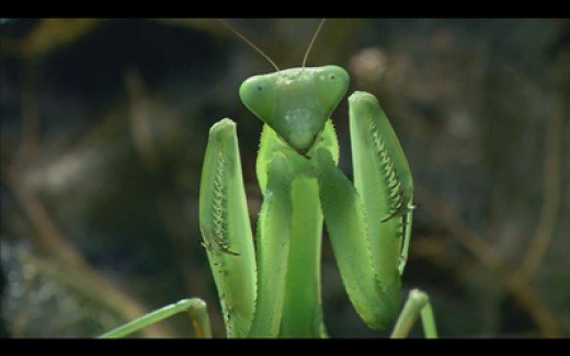 praying mantis